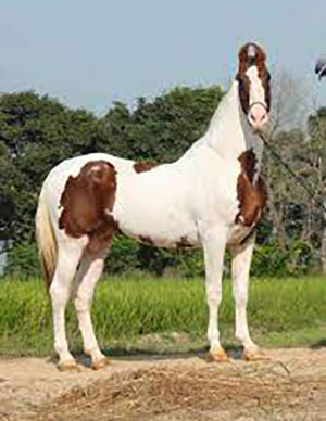 Coloured Marwari Stallion - Azaad